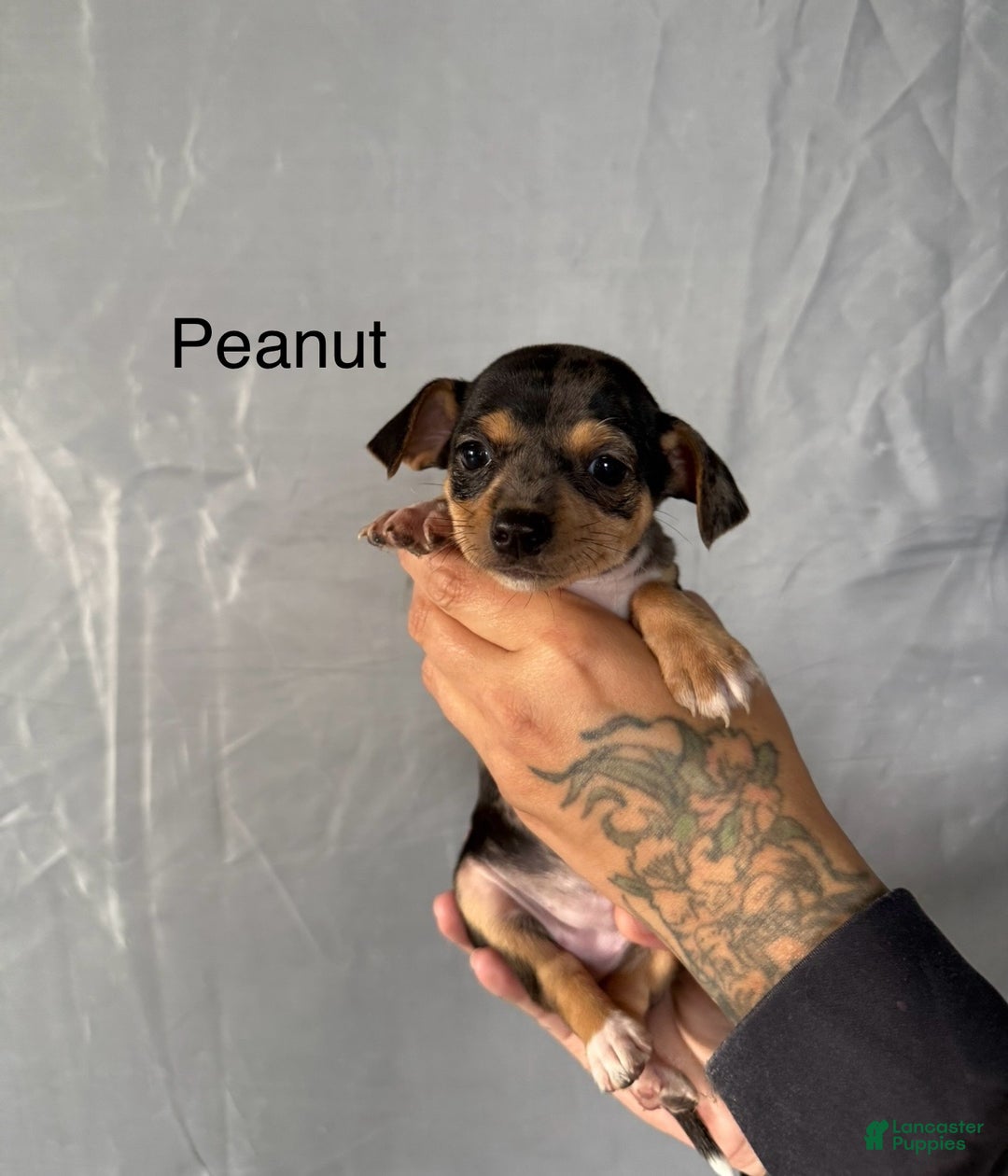 Chihuahua dogs for sale: Chihuahua Puppy 2 - Ad 3