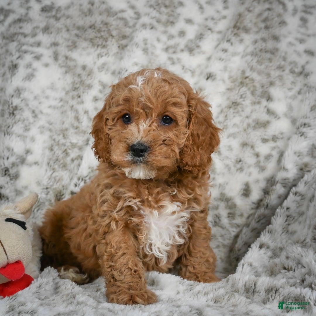 Cavapoo dogs for sale: Sabina - Ad 4
