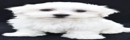 Maltese dogs for sale: Cash - Ad 4