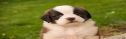 Saint Bernard dogs for sale: William Saint Bernard  - Ad 8