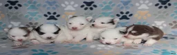 Pomsky dogs for sale: Crimson - Ad 14