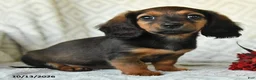 Miniature Dachshund dogs for sale: Dolly - Ad 3