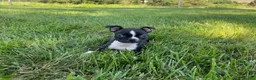 Boston Terrier dogs for sale: Grace - Ad 4