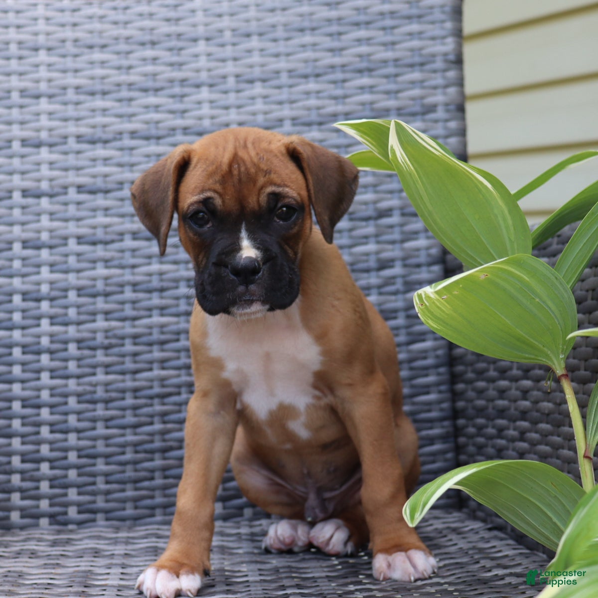 Boxer dogs Pedro - Ad 1