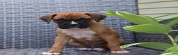 Boxer dogs for sale: Pedro - Ad 1