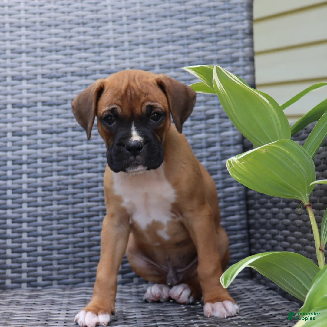 Boxer dogs for sale: Pedro - Ad 1