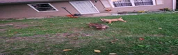 Mixed Breed dogs for sale: Gator - Ad 6