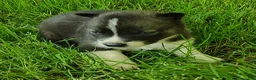 Siberian Husky dogs for sale: Sonya's male 3 - Ad 14