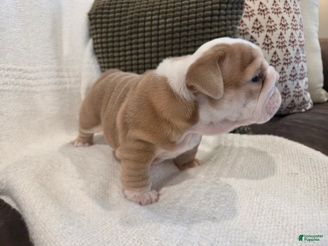 English Bulldog dogs for sale: Creme Puff - Ad 5
