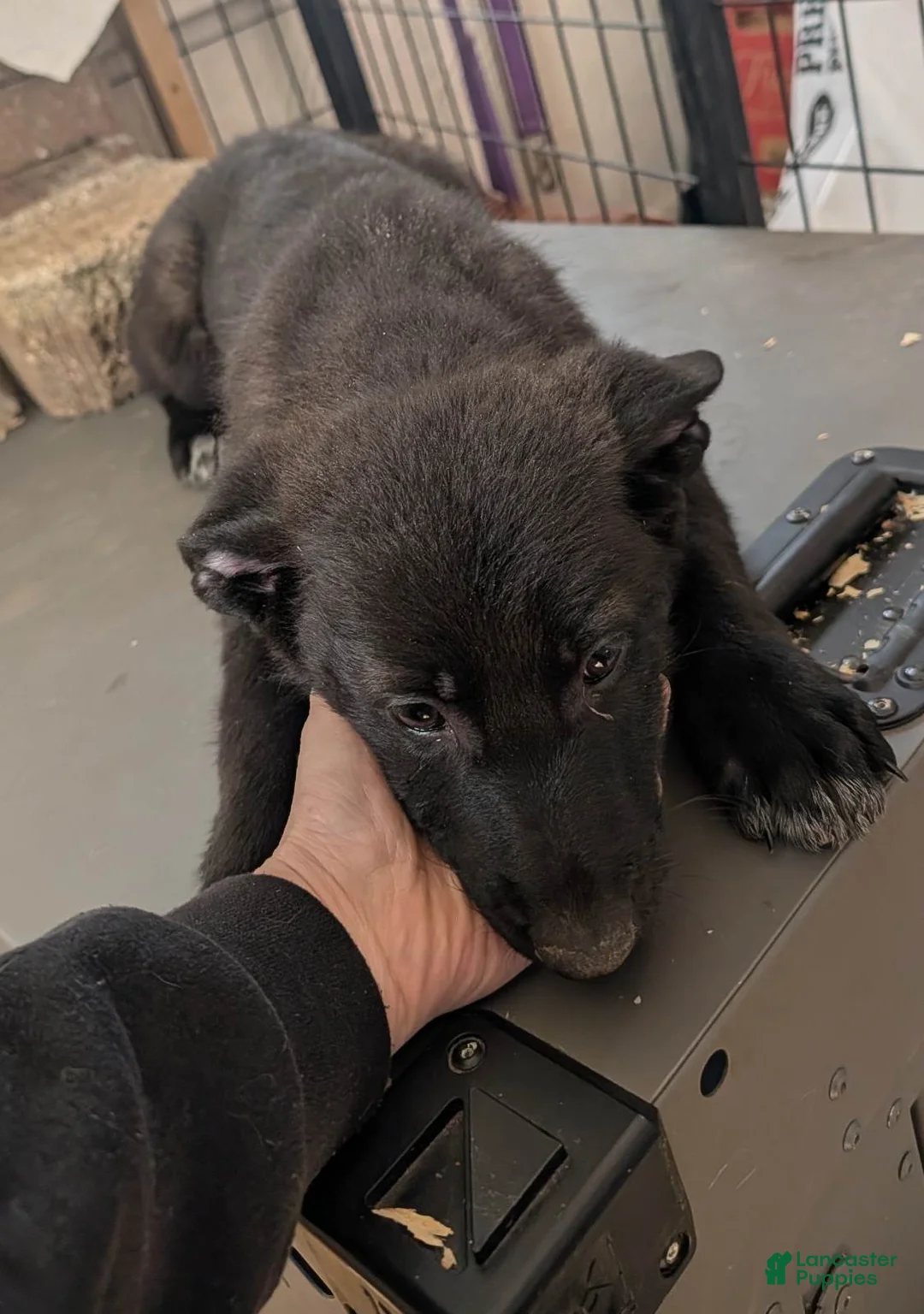 German Shepherd dogs for sale: Revenna - Ad 7