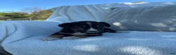 Mixed Breed dogs for sale: Mixed Breed 1 - Ad 4