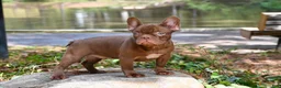 French Bulldog dogs for sale: Golden kid - Ad 2