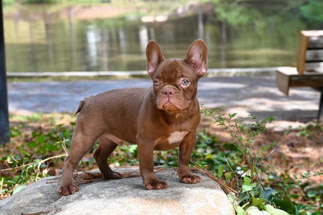 French Bulldog dogs for sale: Golden kid - Ad 2