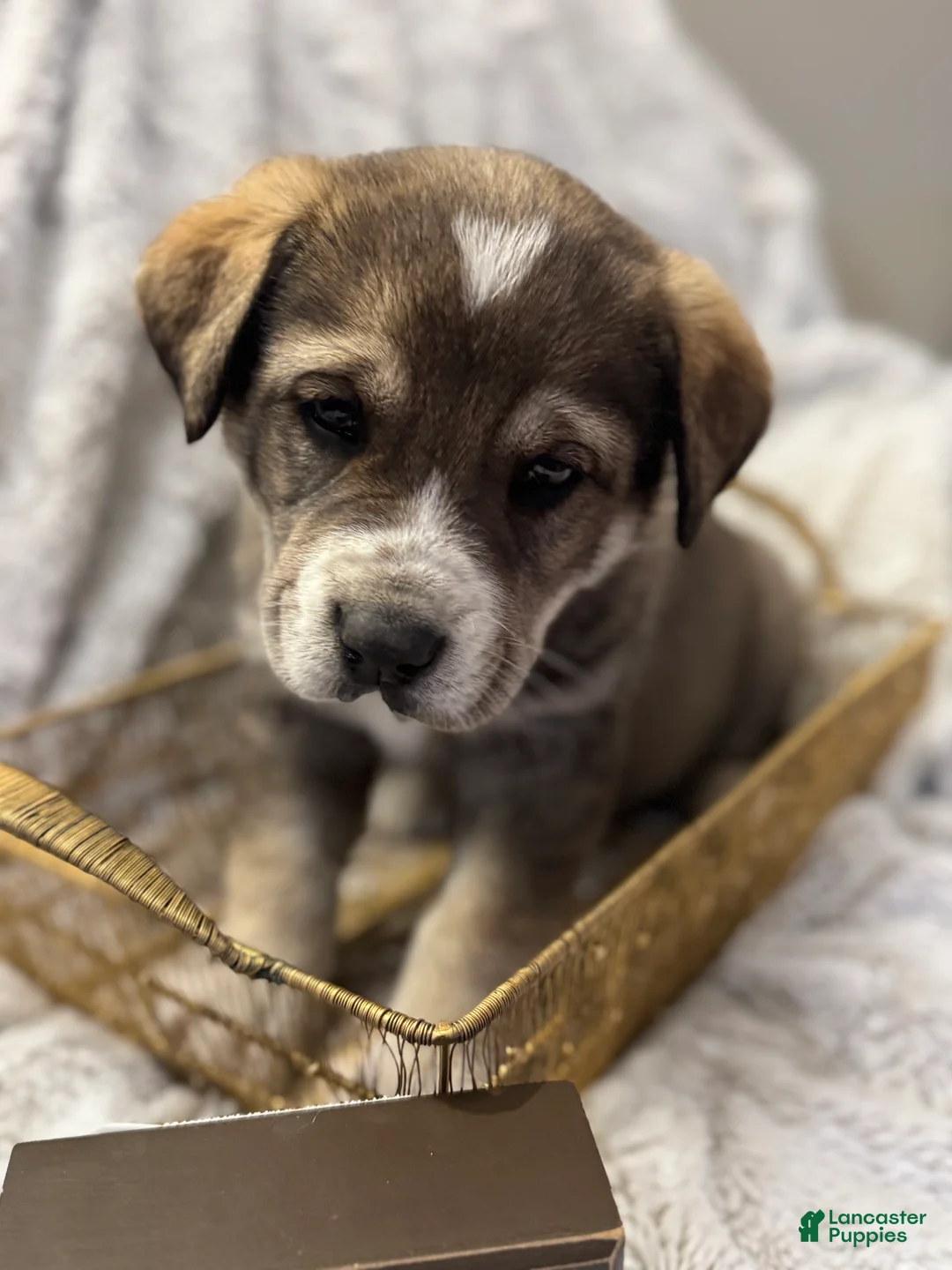 Mixed Breed dogs for sale: Sweetheart - Ad 2