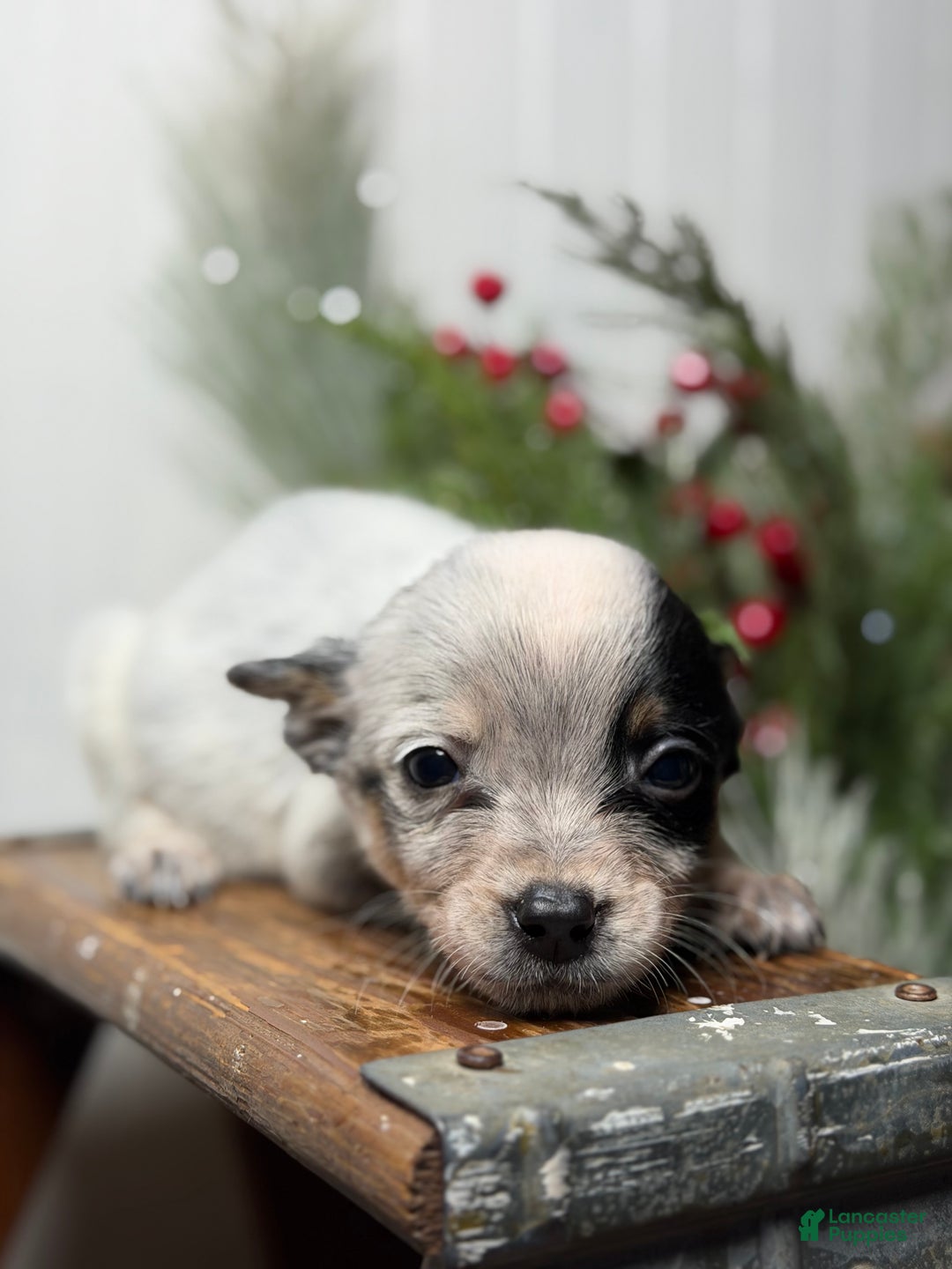 Australian Cattle Dog dogs for sale: Australian Cattle Dog Puppy 6 - Ad 2