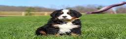 Bernese Mountain Dog dogs for sale: Jake - Ad 9