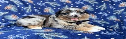 Miniature Australian Shepherd dogs for sale: Taco - Ad 7