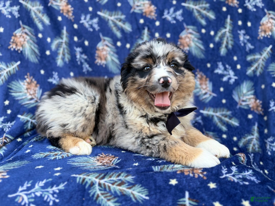 Miniature Australian Shepherd dogs for sale: Taco - Ad 7