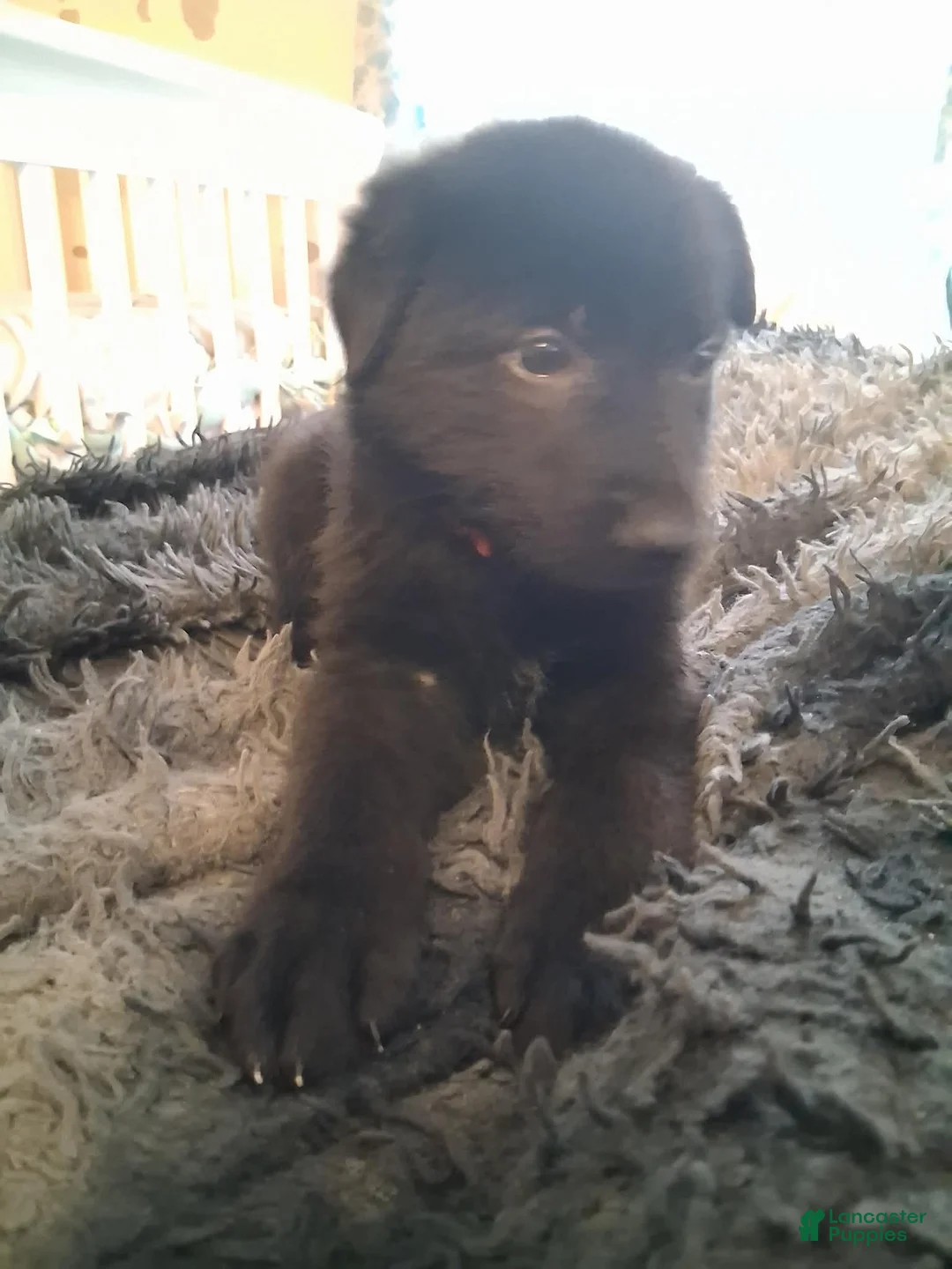 German Shepherd dogs for sale: Bruno 🧡 - Ad 2