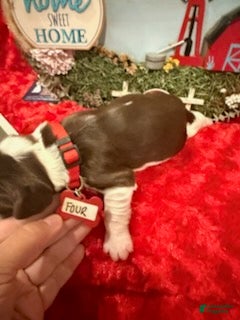 English Springer Spaniel dogs for sale: Red collar - Ad 1