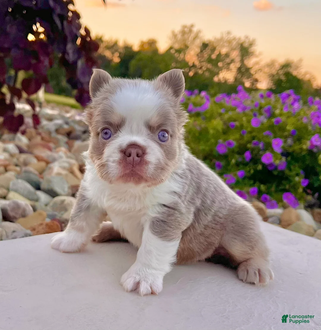 French Bulldog dogs for sale: Master - Ad 1