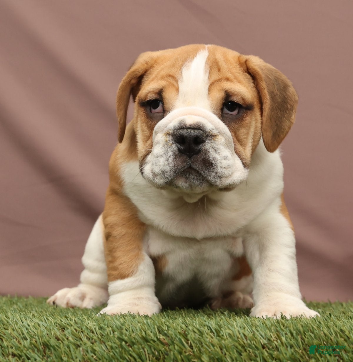 Beabull dogs Ryder - Ad 2