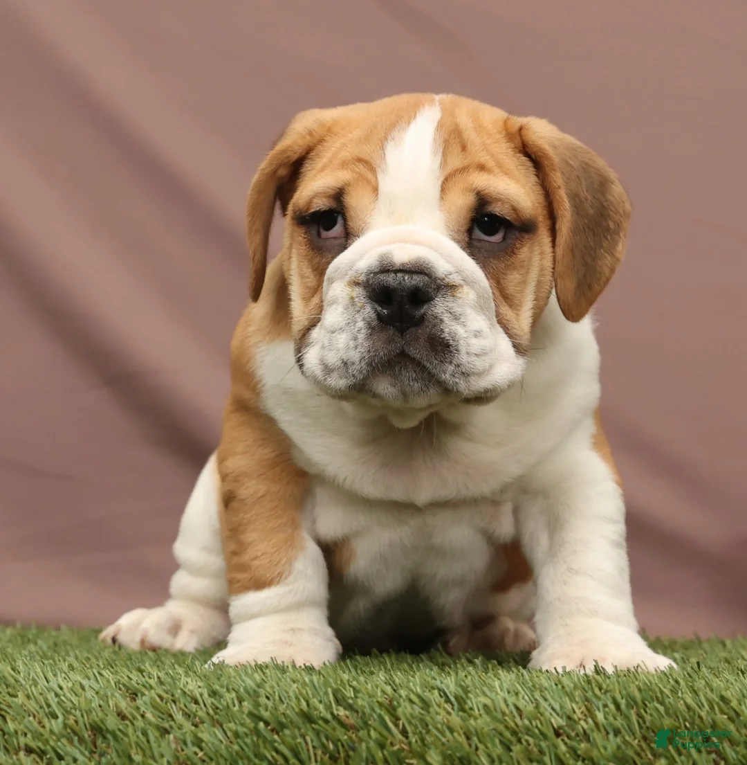 Beabull dogs for sale: Ryder - Ad 2