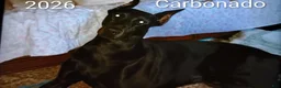Doberman Pinscher dogs for stud: Black Diamond Prince Carbonado - Ad 1