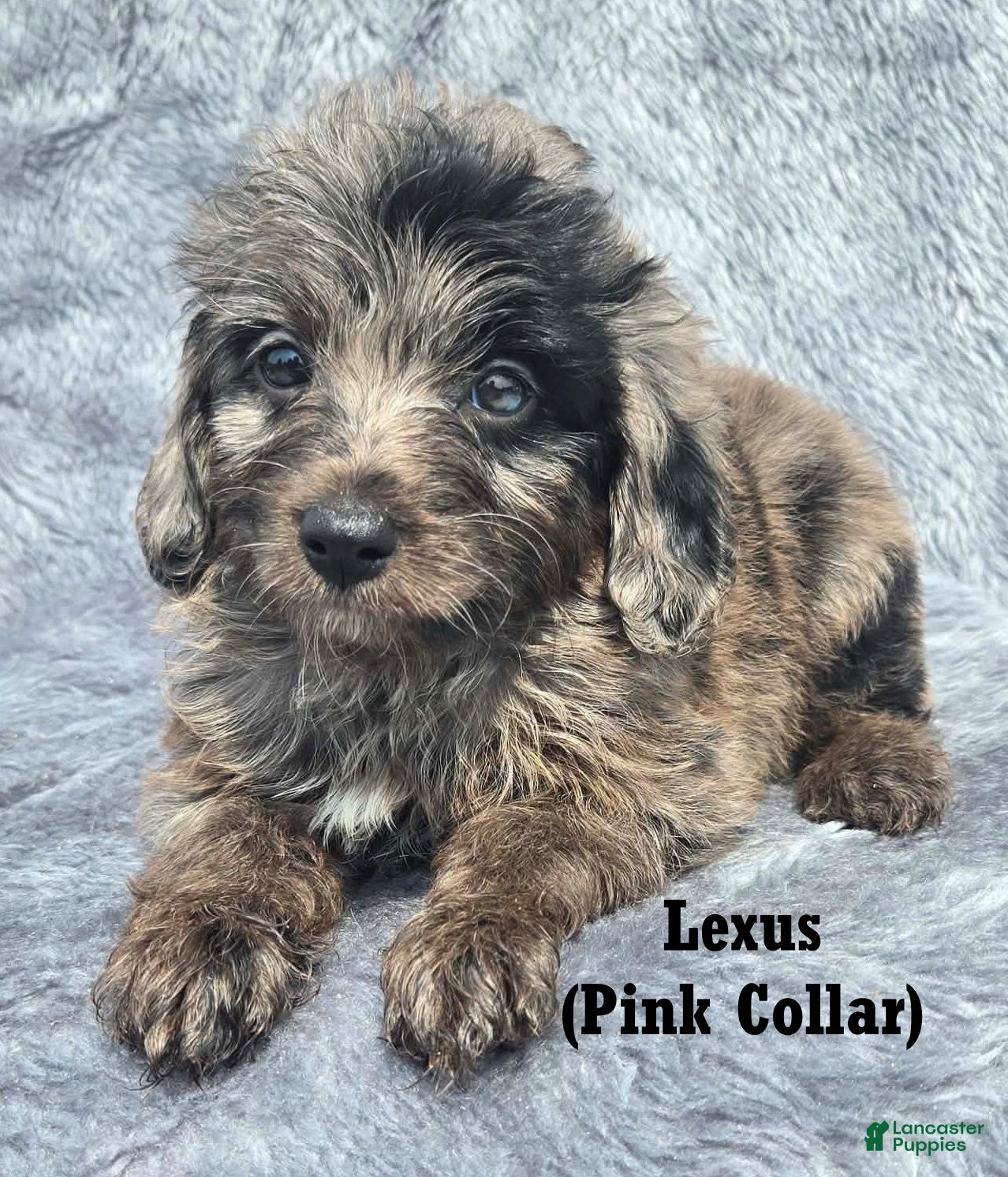 Mini Aussiedoodle dogs Lexus - Ad 1