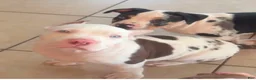 American Bully dogs for sale: American Bully 1 - Ad 2