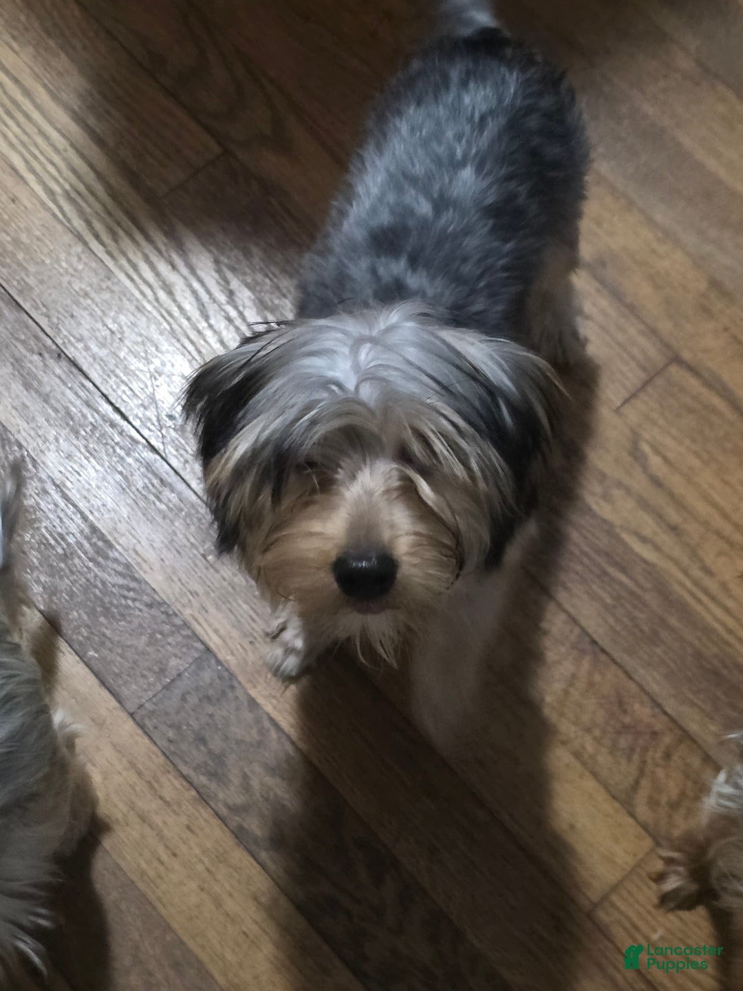 Yorkshire Terrier dogs for sale: Yorkshire Terrier Puppy 1 - Ad 4