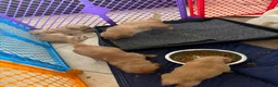 Golden Retriever dogs for sale: Golden Retriever Boy 3 - Ad 3