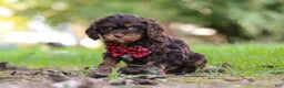 Cavapoo dogs for sale: Captain - Ad 7
