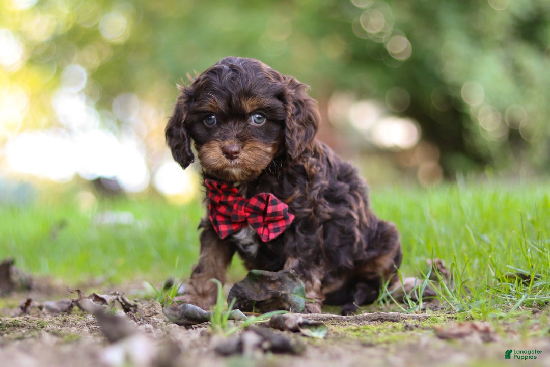 Cavapoo dogs for sale: Captain - Ad 7
