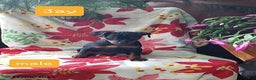 Miniature Pinscher dogs for sale: Jay - Ad 1