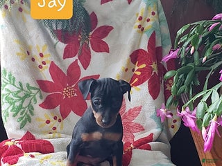 Miniature Pinscher dogs Jay - Ad 5