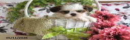 Shih Tzu dogs for sale: Shelby - Ad 2