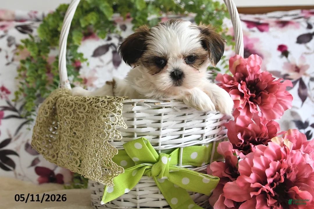 Shih Tzu dogs for sale: Shelby - Ad 2