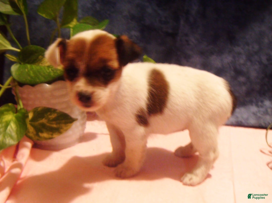 Jack Russell Terrier dogs for sale: Buttercup - Ad 1
