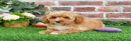 Mini Goldendoodle dogs for sale: Fettuccine  - Ad 10