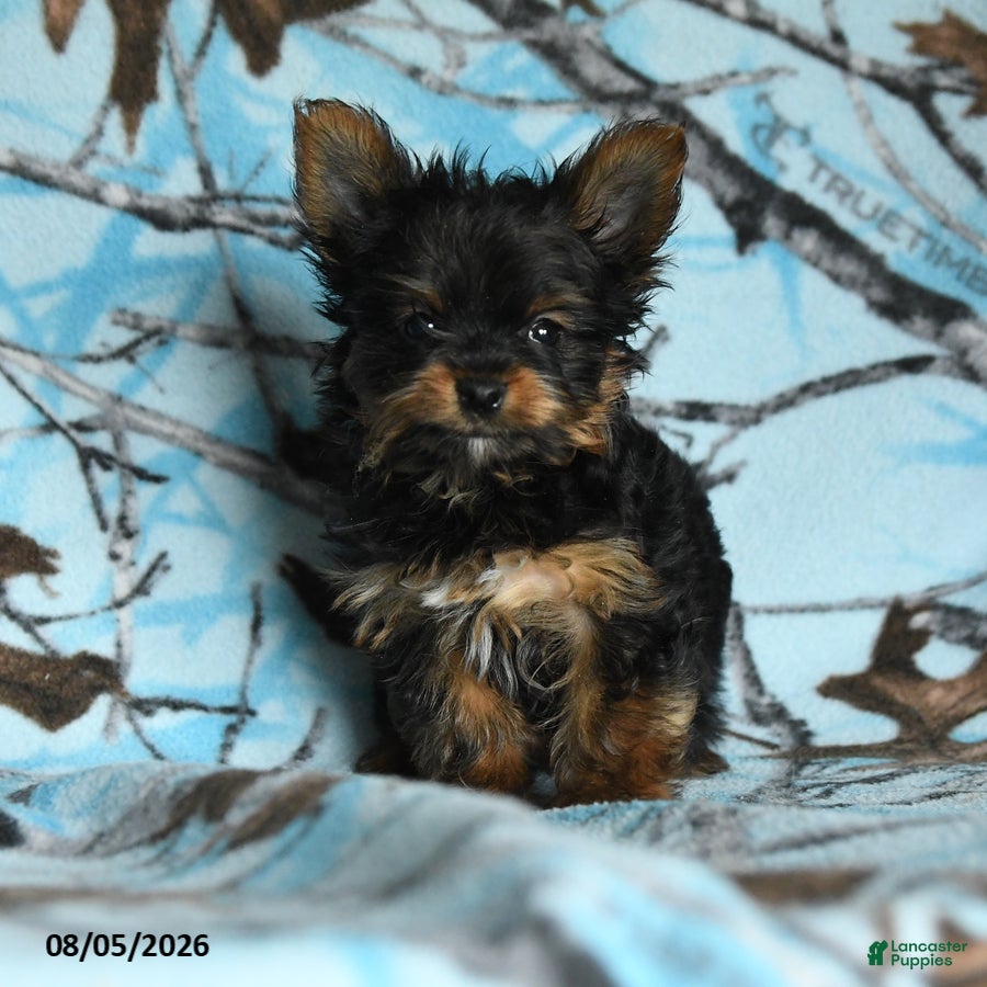 Yorkshire Terrier dogs Hamlet - Ad 1