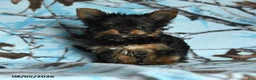 Yorkshire Terrier dogs for sale: Hamlet - Ad 1