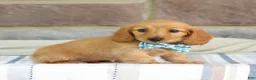 Miniature Dachshund dogs for sale: Olivia  - Ad 4
