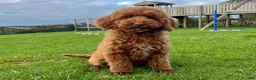 Cockapoo dogs for sale: Teddy - Ad 4