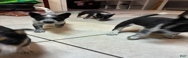 Australian Cattle Dog 3