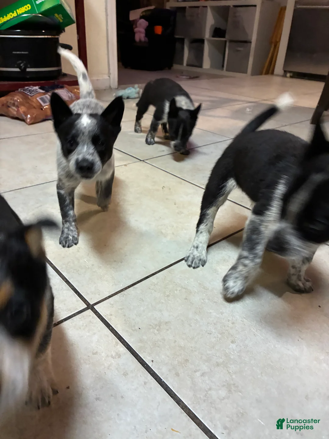 Australian Cattle Dog dogs for sale: Australian Cattle Dog 3 - Ad 1