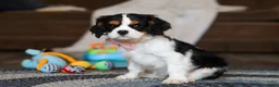 Cavalier King Charles Spaniel dogs for sale: Oliver - Ad 4