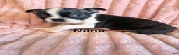Boston Terrier dogs for sale: Nona - Ad 5