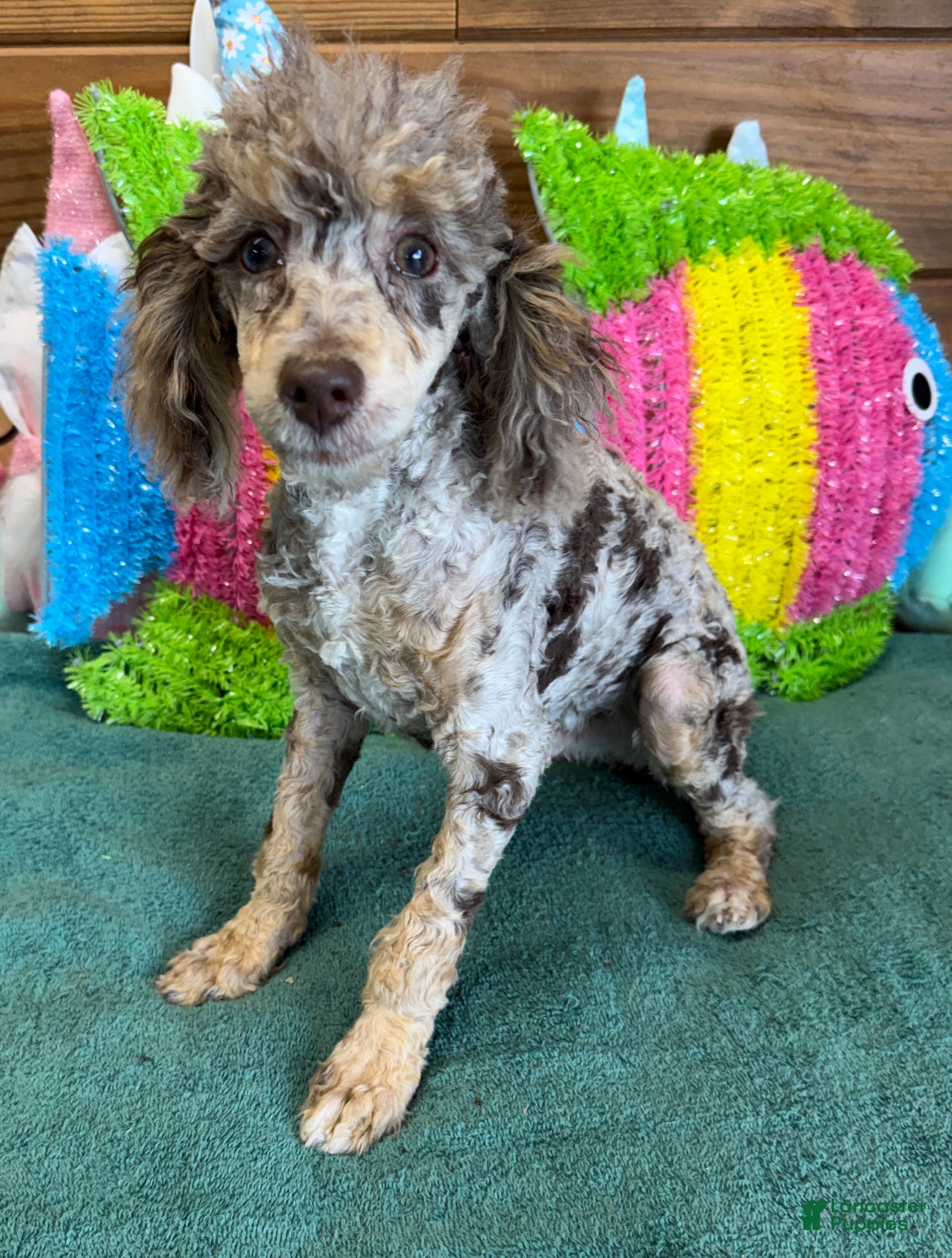 Miniature Poodle dogs Snickers - Ad 4