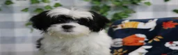 Bichpoo dogs for sale: Mushy - Ad 2